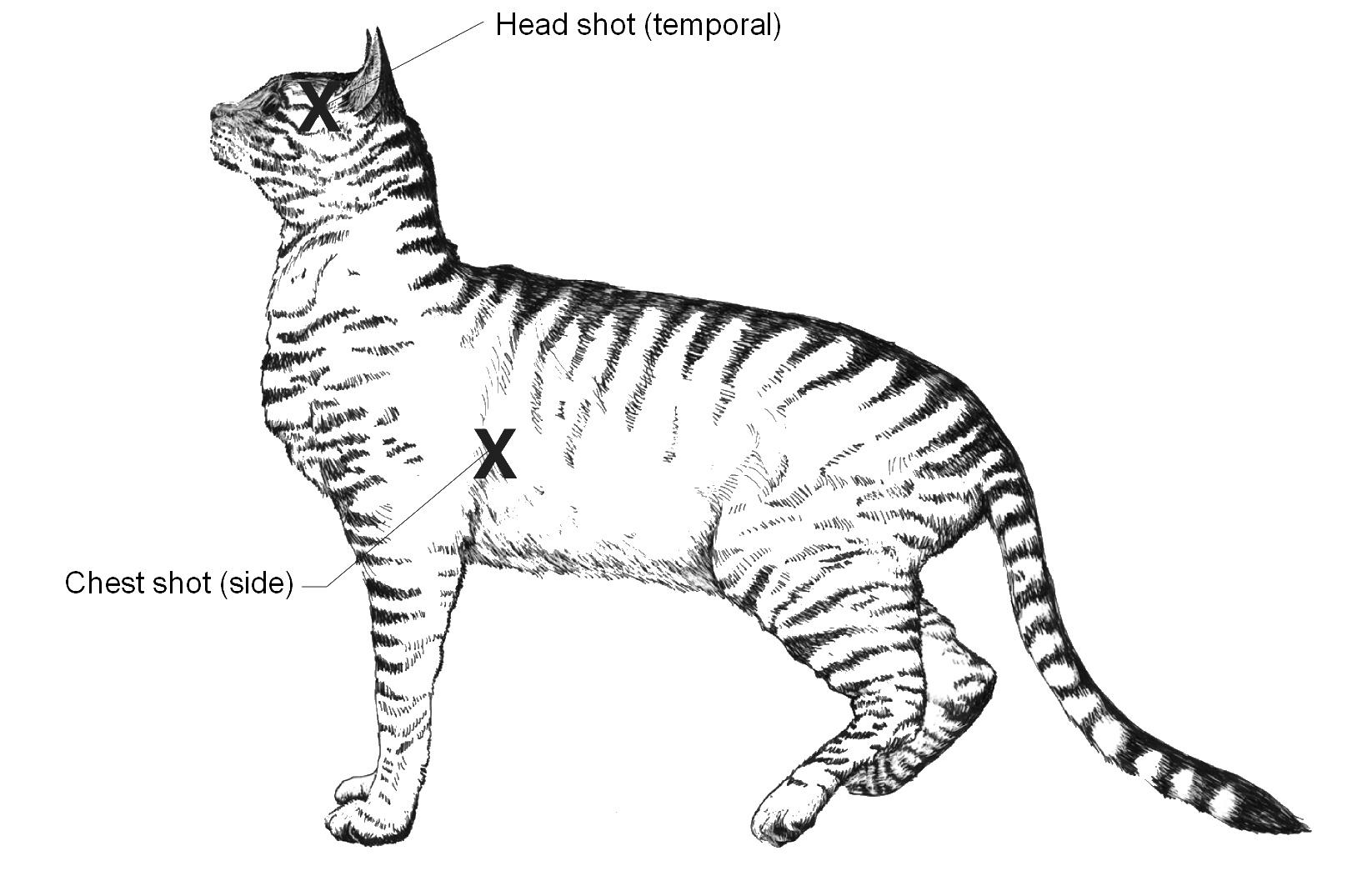 NATSOPCAT002 National Standard Operating Procedure Trapping of feral cats using cage traps