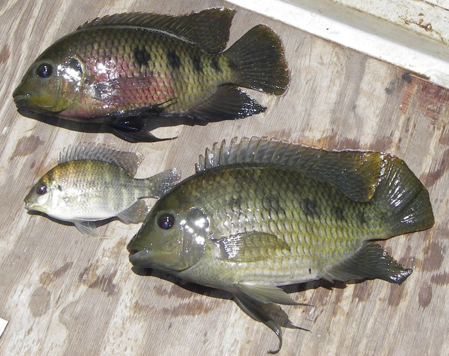 Black mangrove cichlid (Tilapia mariae) PestSmart