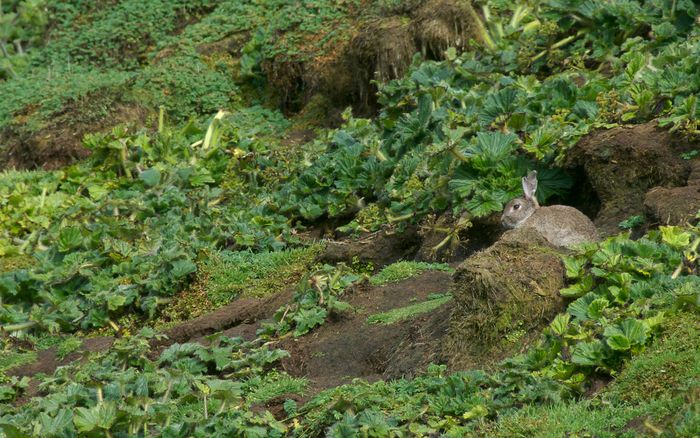 Economic and environmental impacts of rabbits in Australia - PestSmart