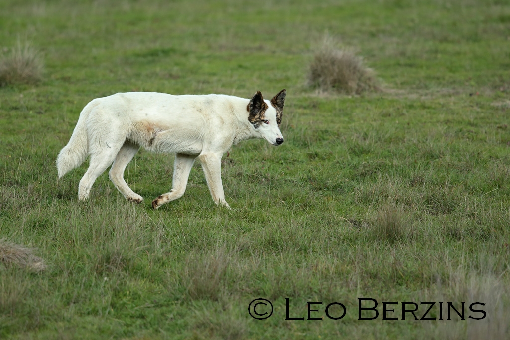 Wild dogs and transmission of Neospora caninum in Australia PestSmart