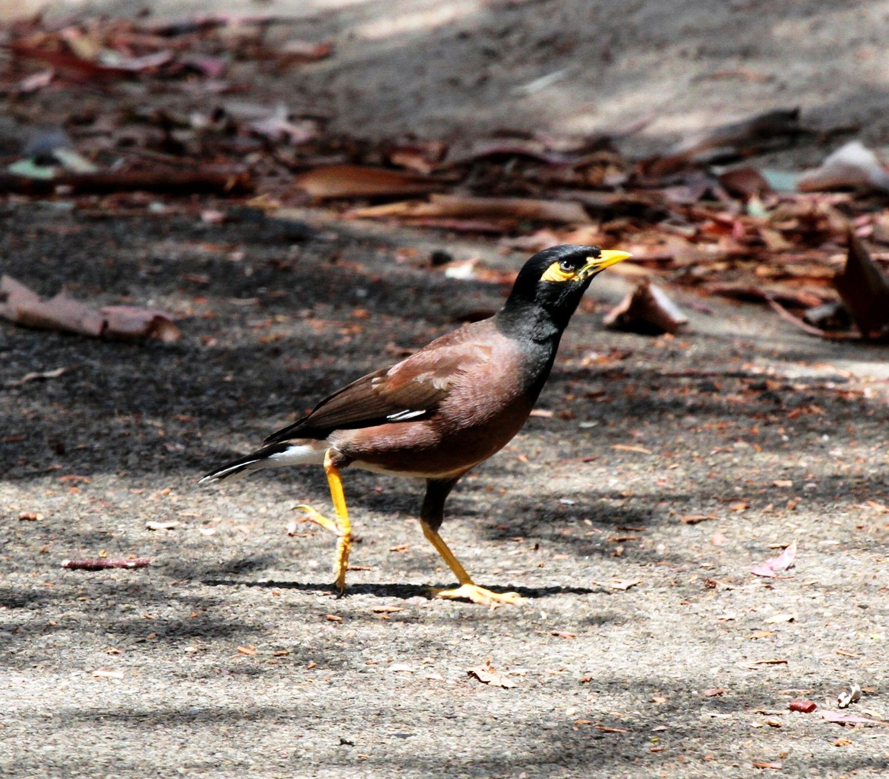 Overview Of The Common Indian Myna Acridotheres Tristis Or Sturnus 