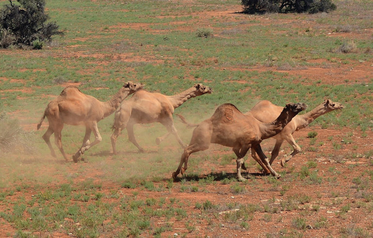 feral camels