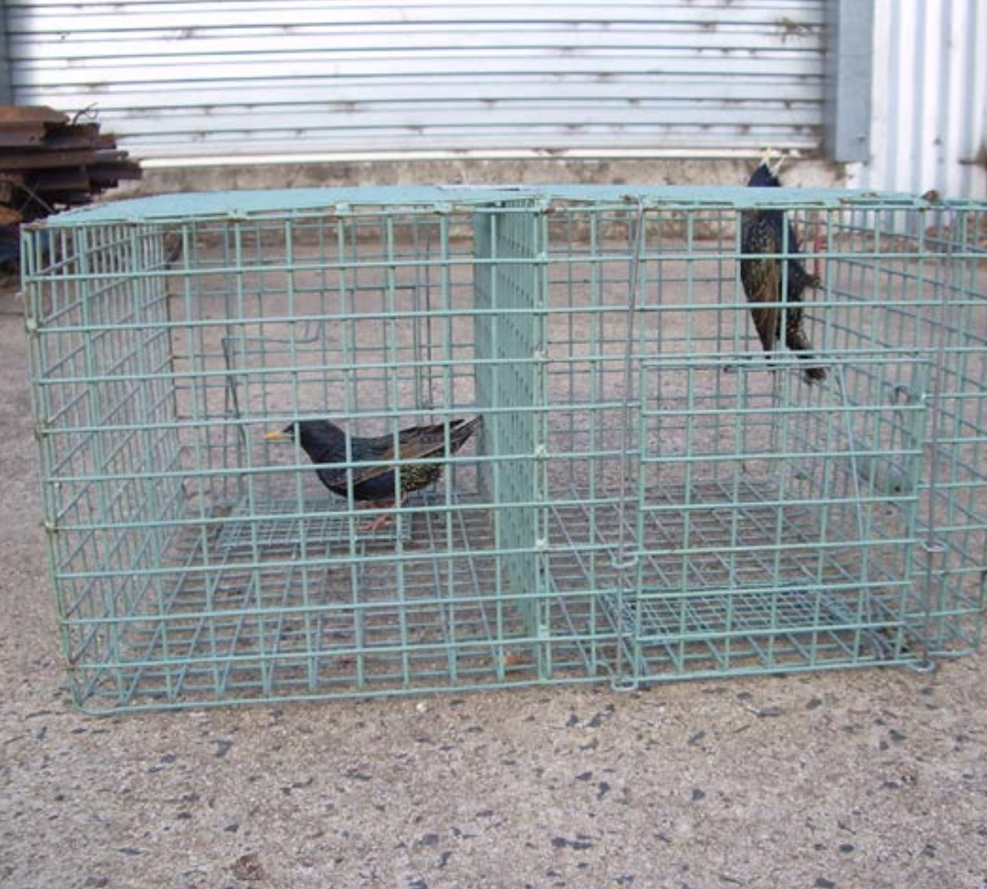 Easy Bird Trap Using Nets 