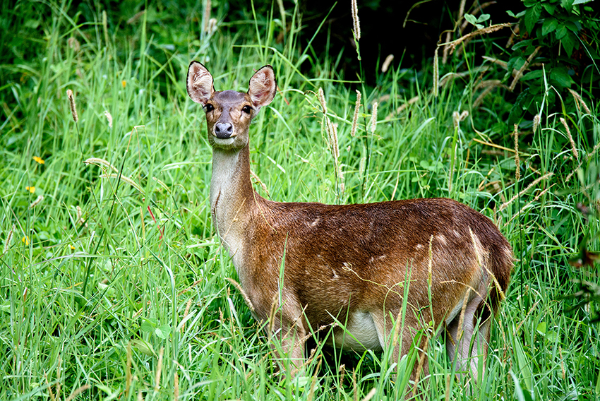 Feral deer PestSmart