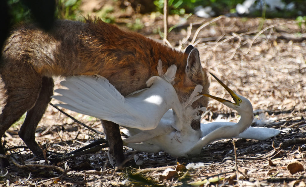 fox-Mary Anne Addington