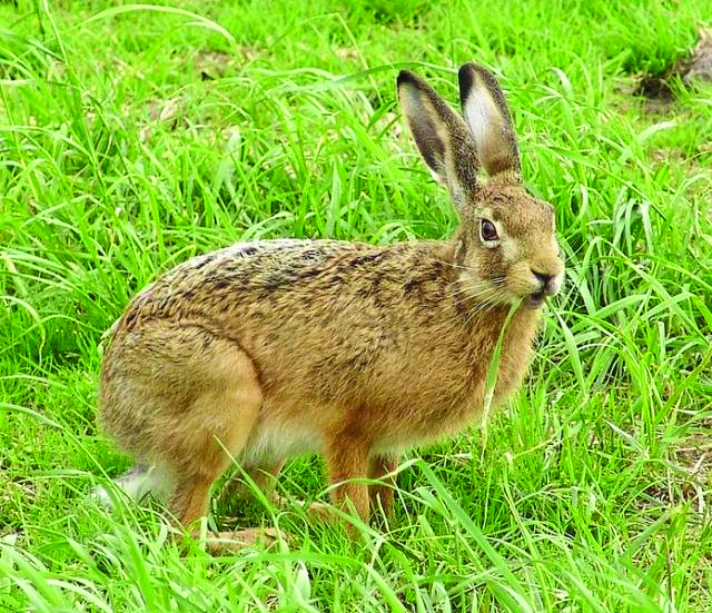 European Rabbit Hare Define your rabbit problem and assess impacts - PestSmart