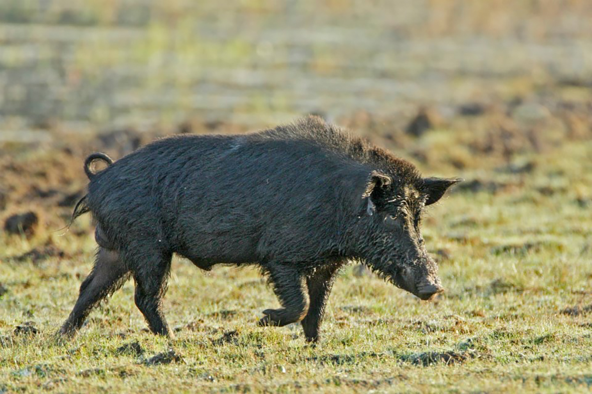 Feral Pigs PestSmart