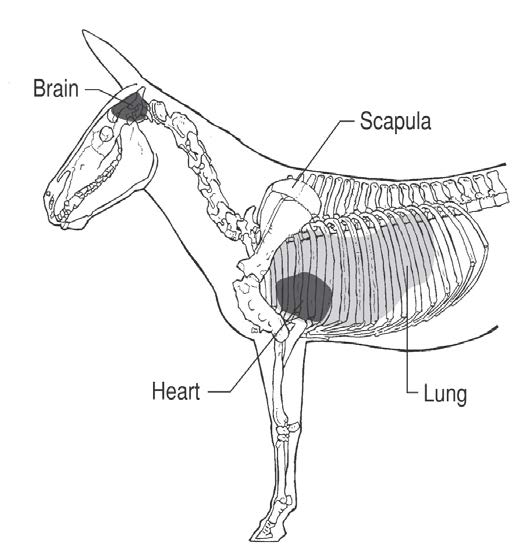 NATSOPDON001 National Standard Operating Procedure Ground shooting of