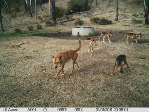 wild dogs-John Smith