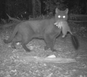 Feral cat and native prey