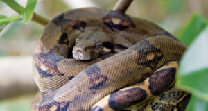 Boa constrictor
