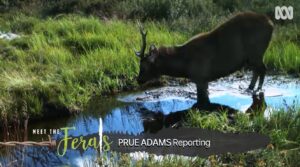 The complex conundrum of wild deer in Australia | Meet the Ferals ep 3 | ABC Australia