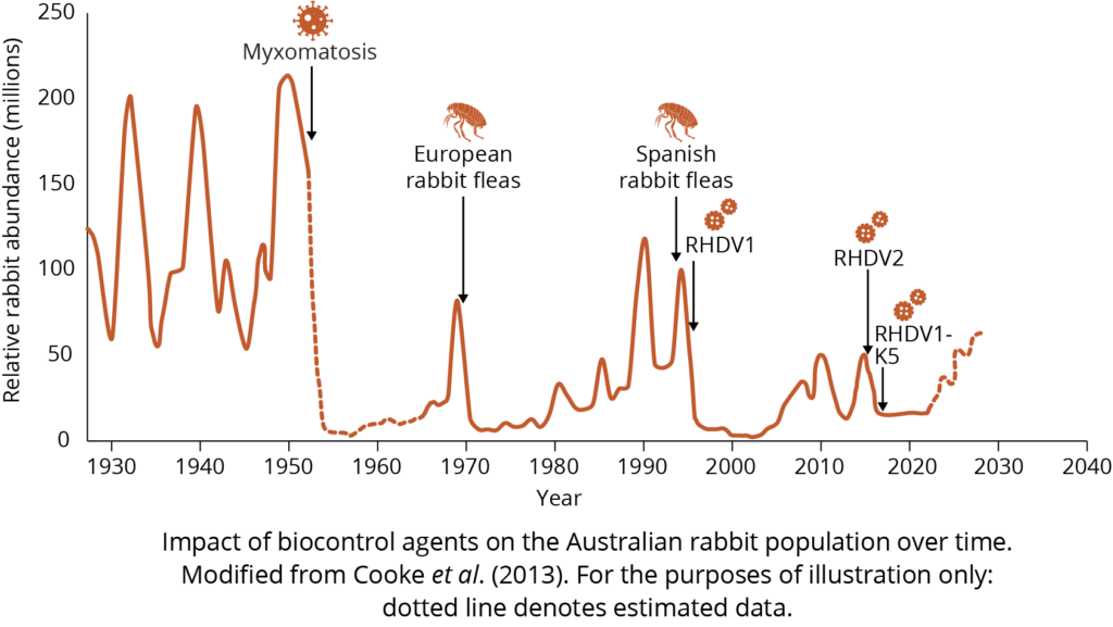 Impact of biocontrol agents on the Australian rabbit population over time.