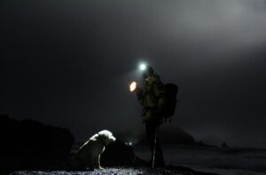 Spotlighting for pest animals