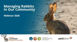 Managing rabbits in our community
